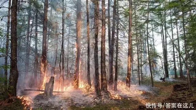 最古老的树（现存最古老银杏树） 第14张