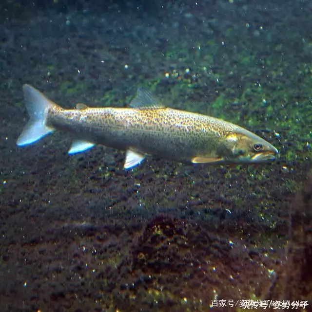 喀纳斯湖水怪真实现身震惊全世界（喀纳斯湖水怪真实现身震惊全世界） 第7张