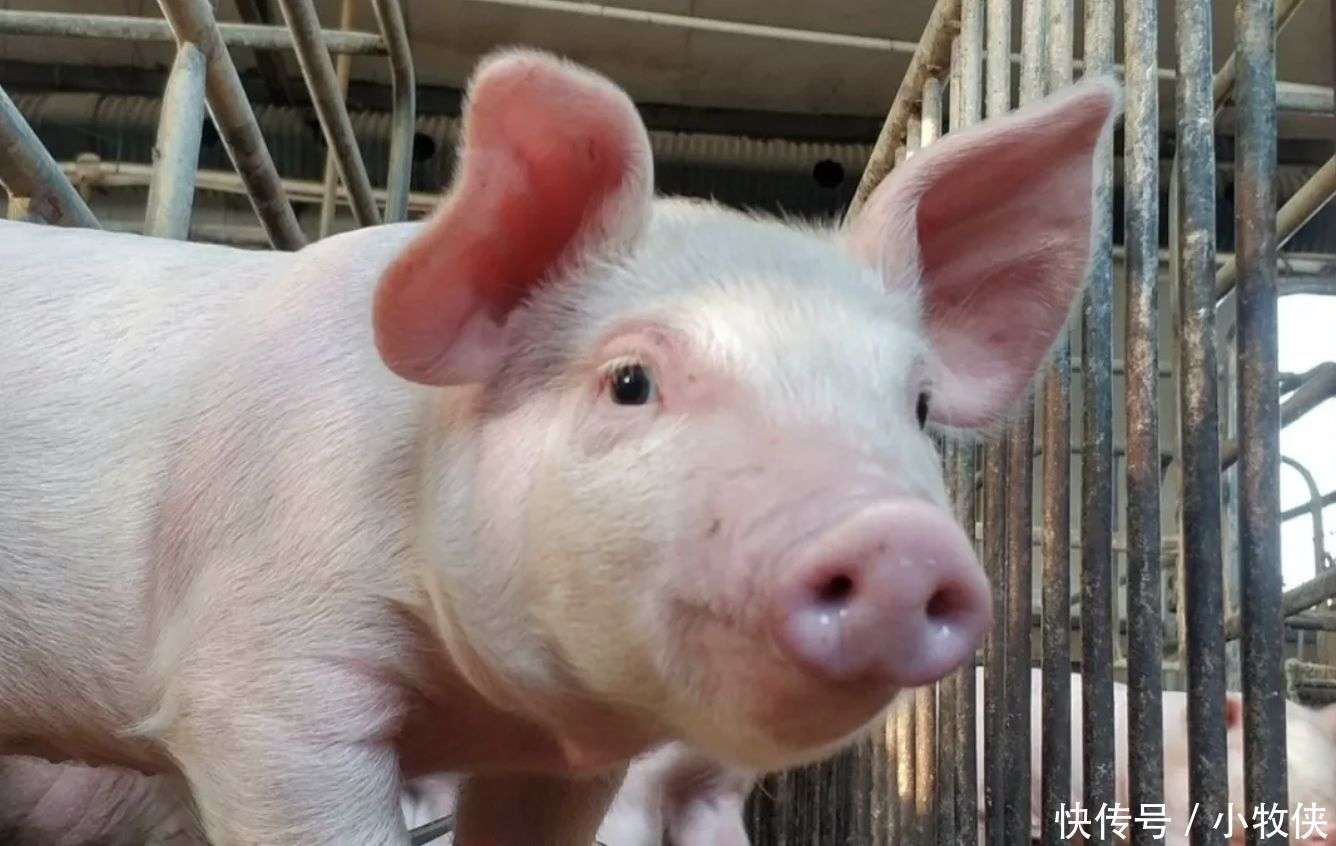 【技术篇】冬季养猪如何巧促母猪发情排卵的措施？