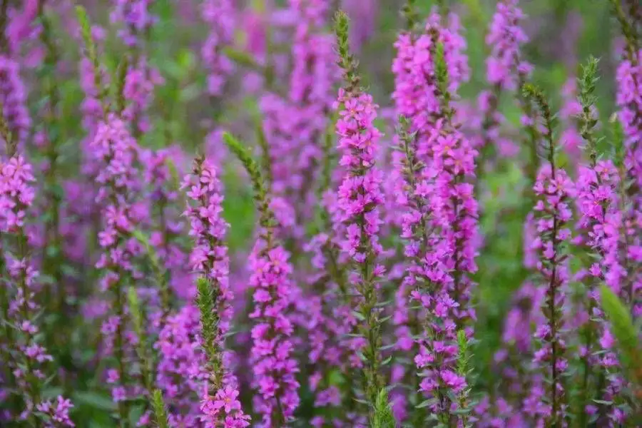 这都可以？（无可奈何花落去似曾相识燕归来）无可奈何花落去似曾相识燕归来是谁的诗 第1张