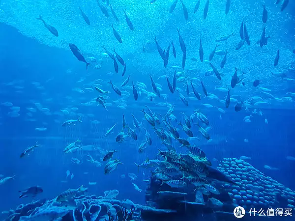 海鳗鱼（海鳗鱼怎么烧好吃 家常做法窍门） 第5张