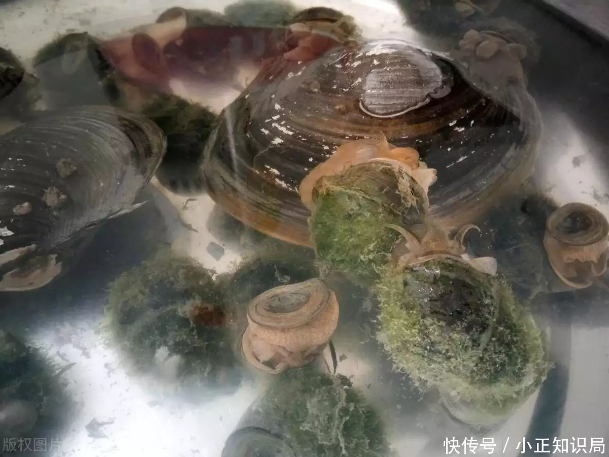 河蚌怎么吃（河蚌的正确处理方法） 第3张