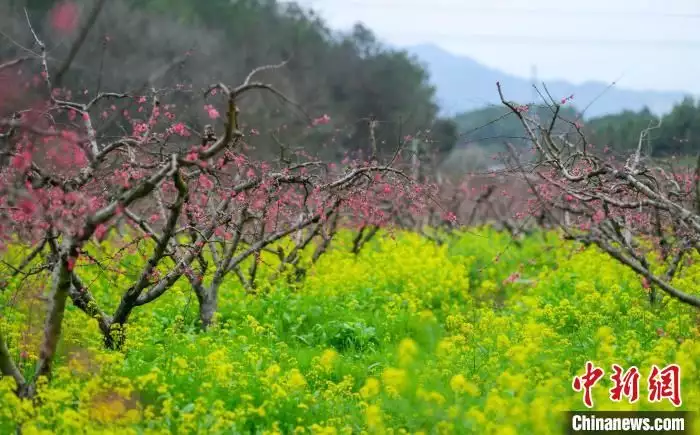粤北古城连州桃花盛开 游客踏春赏花乐趣多揭秘家庭和谐密码:宽厚之心,幸福生活 粤北古城连州桃花盛开 游客踏春赏花乐趣多揭秘家庭和谐密码:宽厚之心,幸福生活
