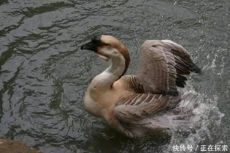 卤鹅（卤鹅一般要卤多长时间才能熟） 第8张