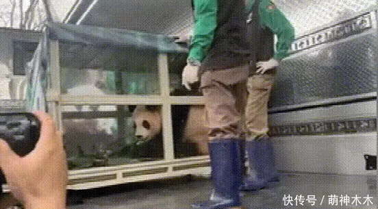 熊猫福宝韩国饲养员装哭惹群嘲,两个摄像师跟拍特写,比韩剧还假攻破50年导弹难题,山东女子造出天眼导弹,一己之力助中国崛起 熊猫福宝韩国饲养员装哭惹群嘲,两个摄像师跟拍特写,比韩剧还假攻破50年导弹难题,山东女子造出天眼导弹,一己之力助中国崛起