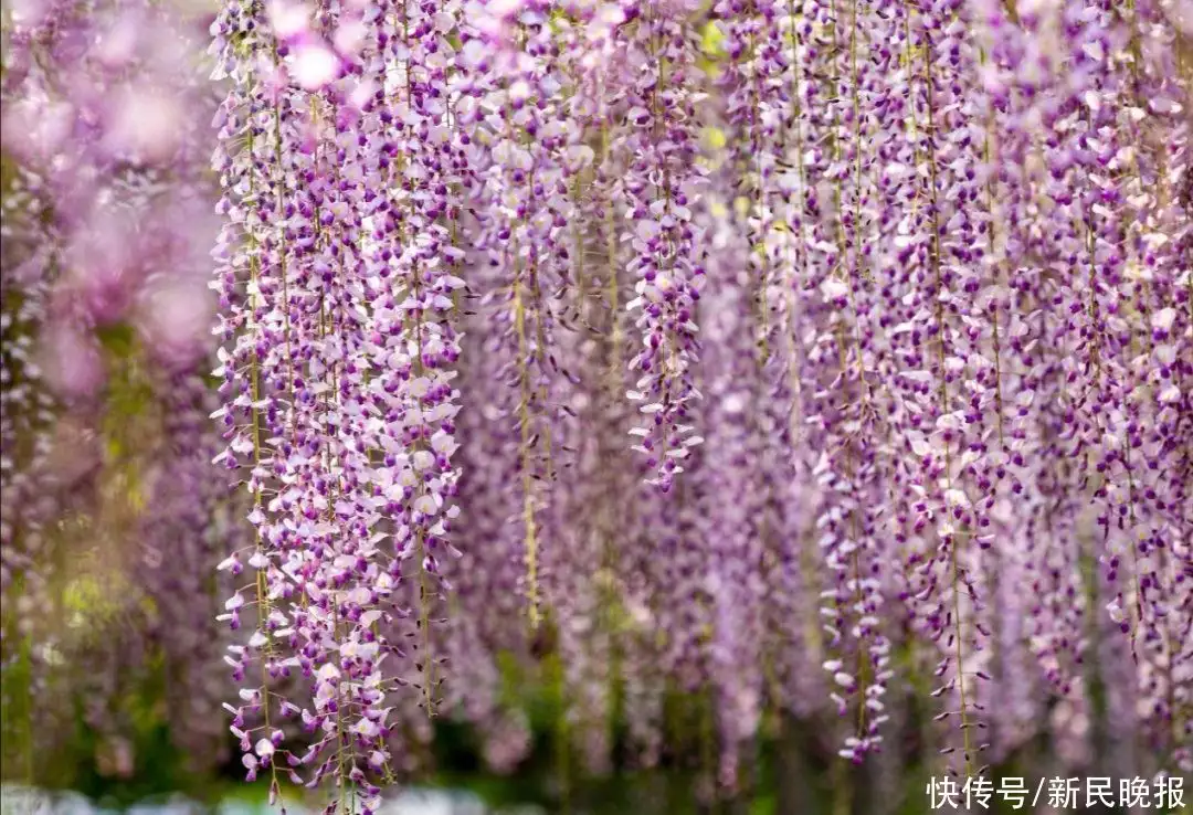 紫藤花（赞美紫藤花的唯美诗句） 第14张