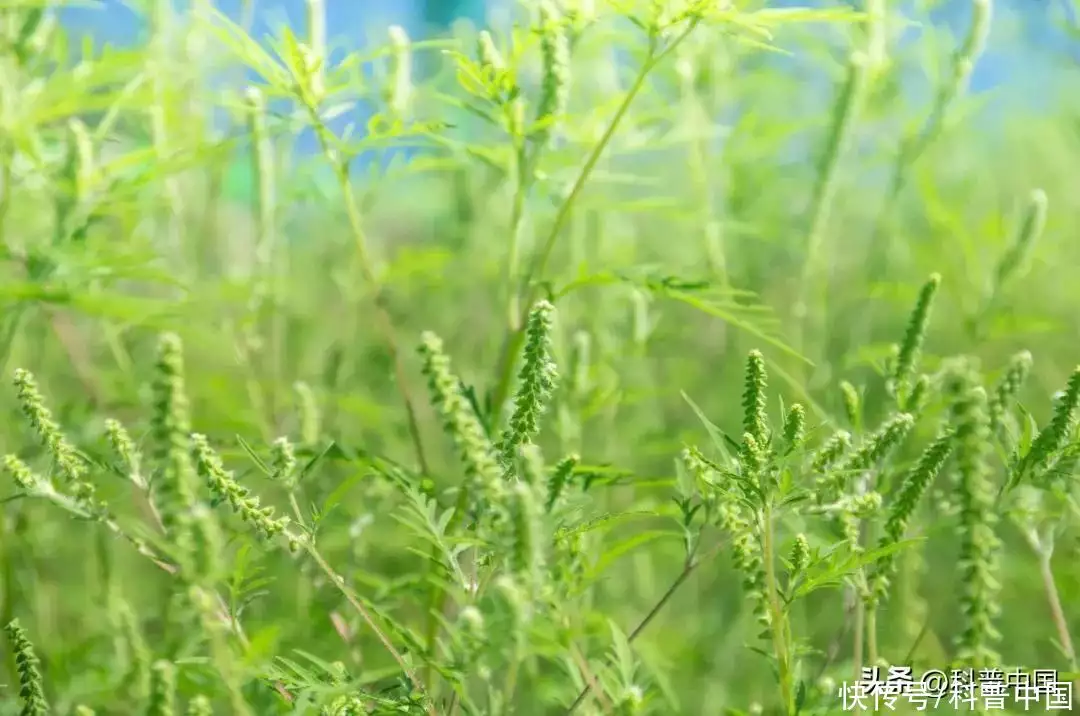 什么植物是靠风的力量传播种子（花种子大全及价格） 第8张