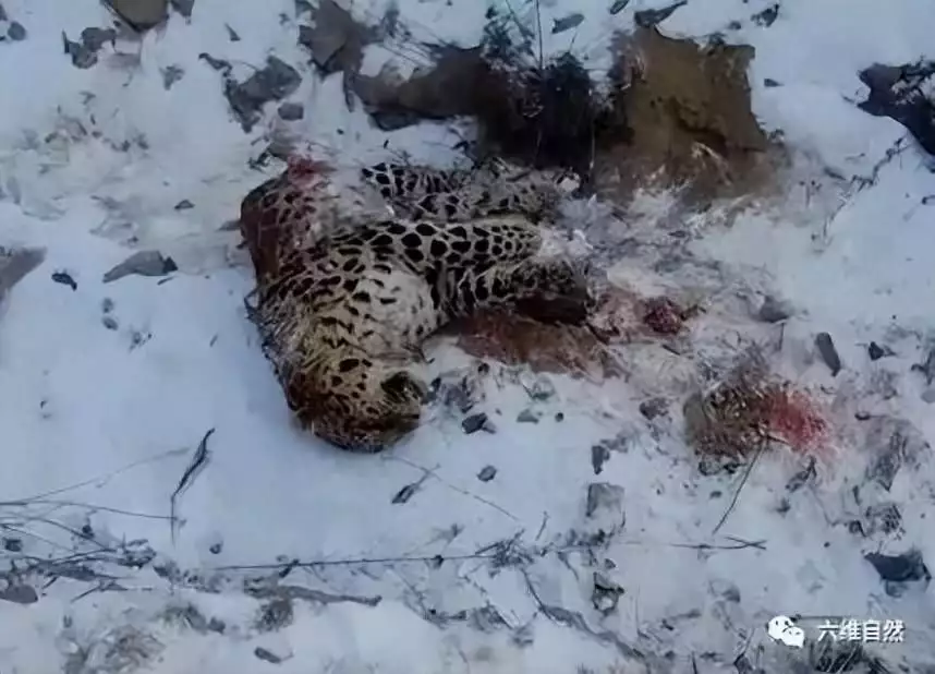 Jilin found a lack of corpses in the Northeast Leopard. Who ate the leopard？It is speculated that it is the Northeast Tiger Tiger Broadcasting Article
