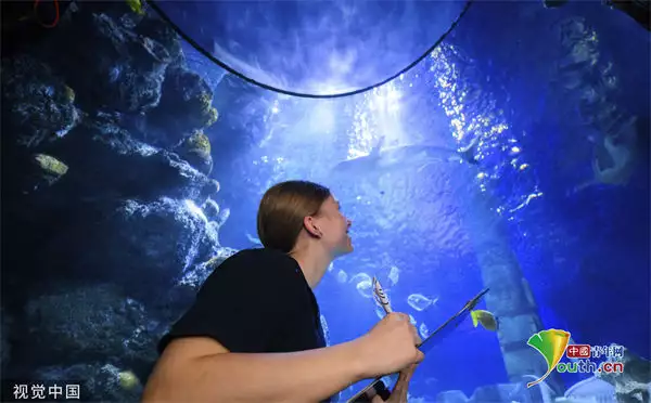 German aquarium conducts an annual inventory work broadcast article