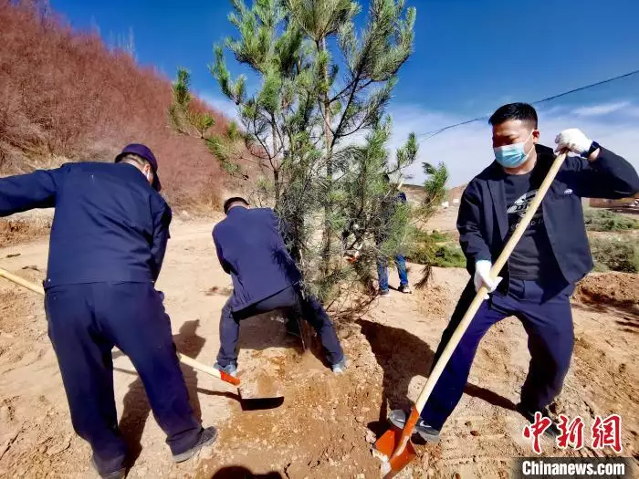 西北苗木网（西北苗木基地） 第3张