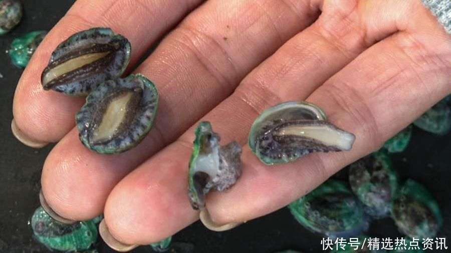 鲍鱼市场的风向标:连江鲍鱼批发趋势分析