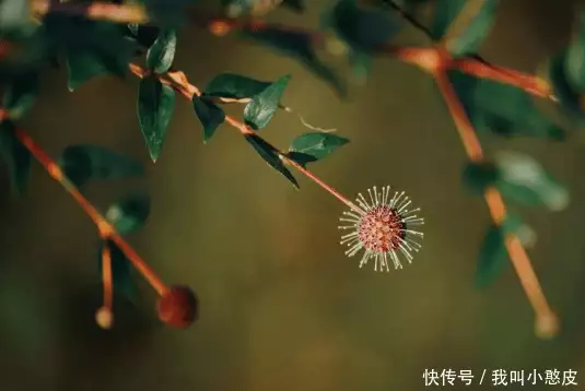 夏天的花（夏天开的花介绍） 第2张