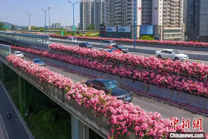 月季花的功效与作用（月季花的功效与作用主治和用量）