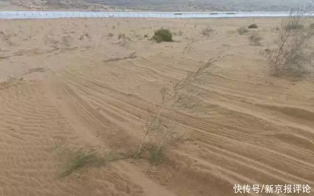 沙漠上万棵治沙植物被越野车碾轧（沙漠树木被毁怎么办） 第2张