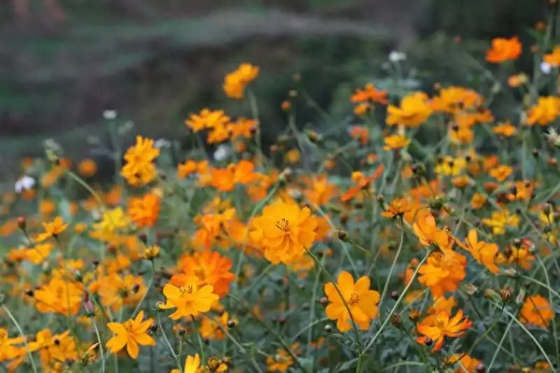 容县灵山镇：硫华菊盛开引客来