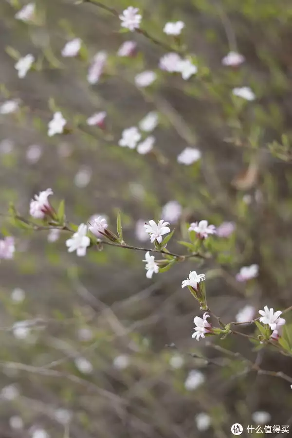 鲜花村网站（鲜花村庄） 第3张