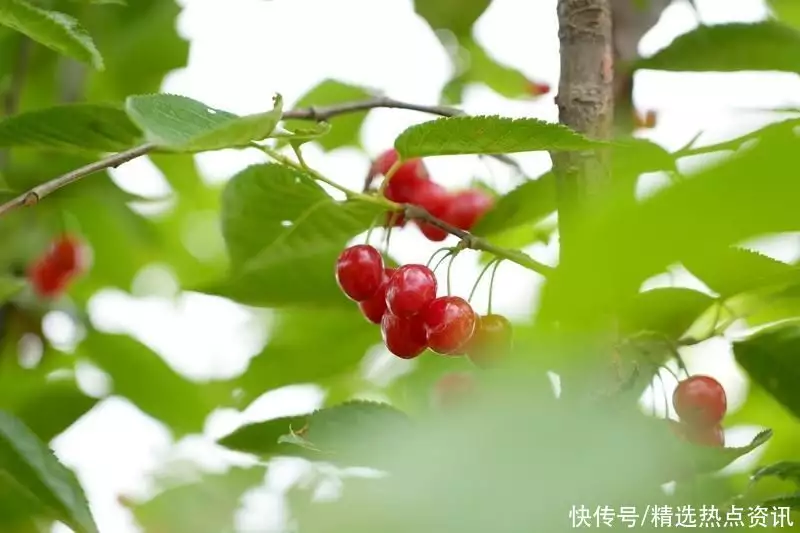 贵州纳雍：香香甜甜的玛瑙红 迎来好“丰”景14岁惊艳中国的“丹麦天使”，因太漂亮，如今男友禁止她单独出门