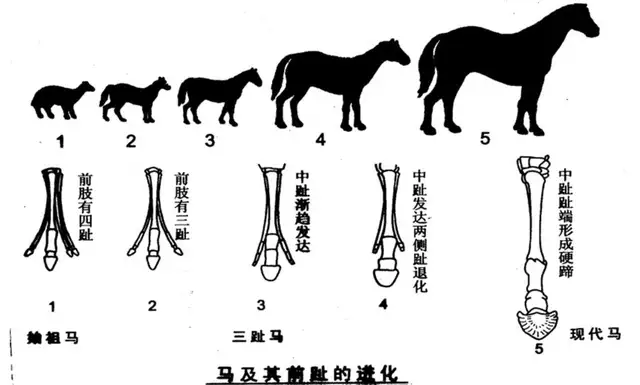 全程干货（小乌龟怎么养）小乌龟怎么样养 第2张