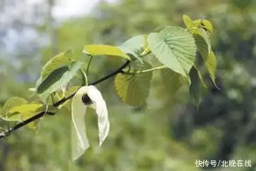 植物传播种子的资料（植物传播种子的相关资料是什么） 第3张