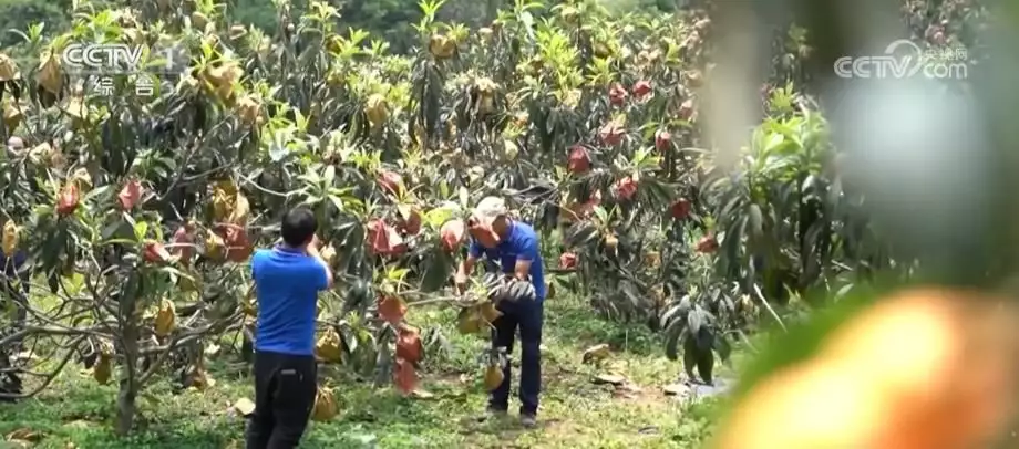 甜蜜果（屋子里都是飞虫怎么办） 第1张