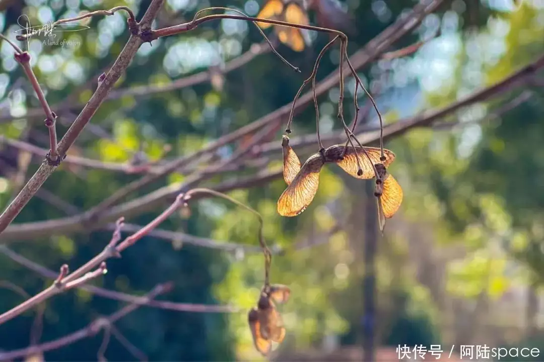 秋天的树（秋天的树有哪些变化图片） 第12张