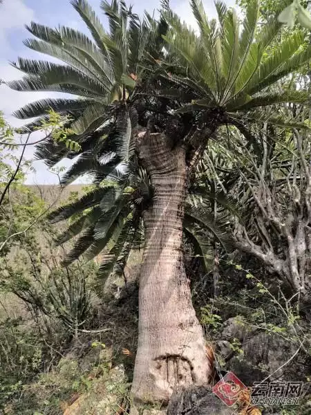 铁树花（铁树花代表什么）