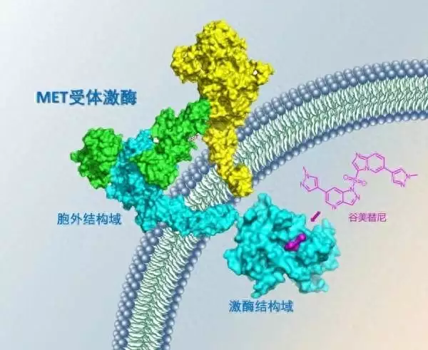 中国创新药又一次走向世界 上海原研药谷美替尼今在日本上市宝宝半夜醒来“爸爸你压着妈妈干什么”随后妈妈的回答，值得歌颂（图说中国）谷美替尼上市了吗最近，