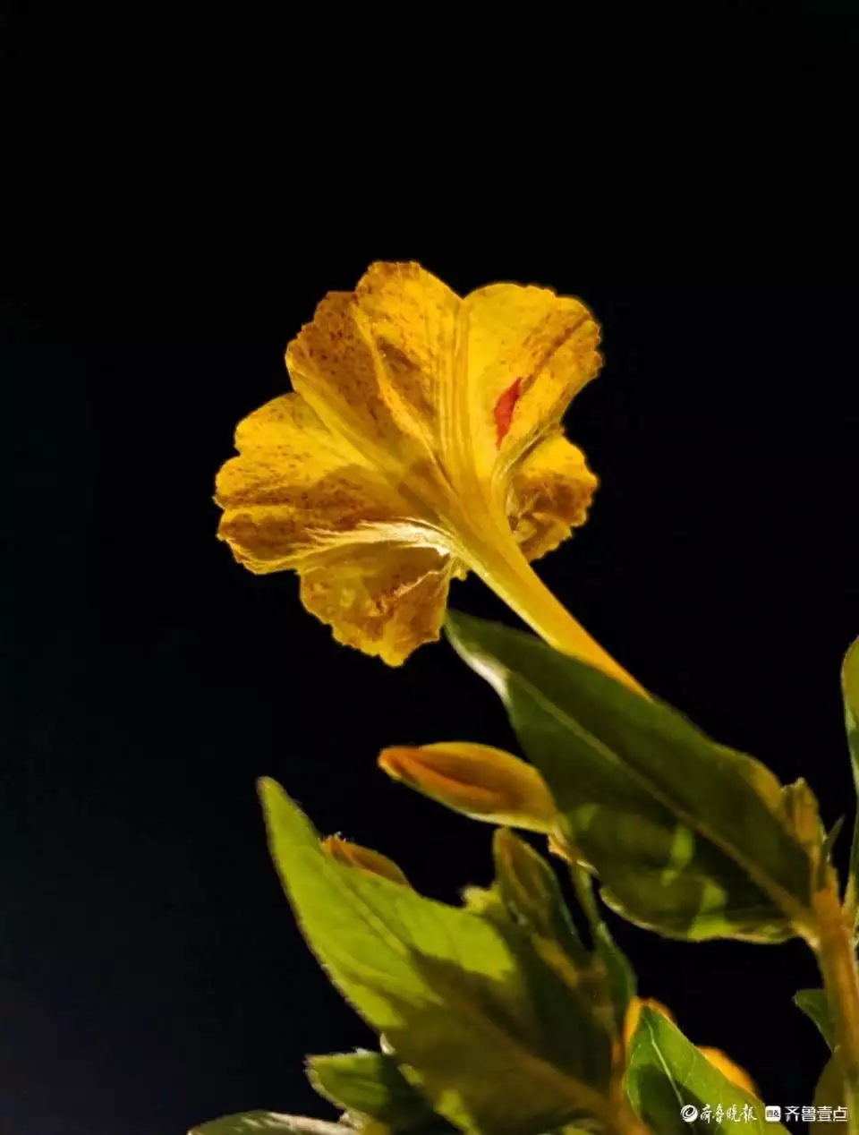 粉豆花儿悄悄开，花香淡淡夜袭人看了文章的新女友，才明白他当年对马伊琍为何不谈感情，只讲感恩