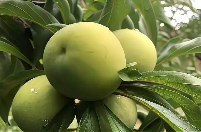 致富项目暴利项目
