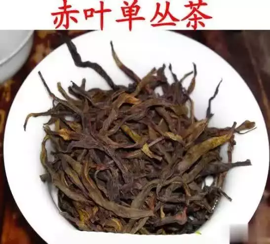 都是单丛茶，“岭头单丛”与“凤凰单丛”区别在哪？00后老师自费带全班3个学生游北京，网友：有这样的老师真幸福！-第5张图片-福建名茶