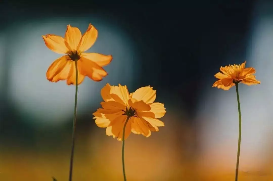 秋冬花朵拍大片，摄影师给你打个样，拍照学点高级的赵露思刘宇宁情侣写真大片 ，牵手又搭肩，甜蜜又温柔