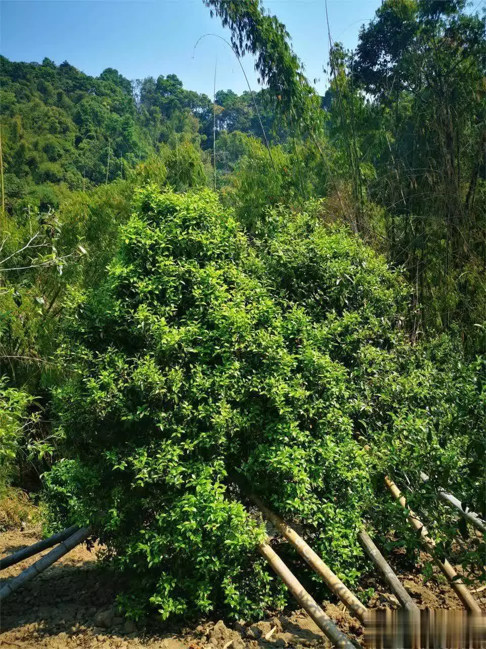 普洱茶价格揭秘：贵还是不贵？一文带你了解真相！瘫子娘、疯子爹，744分高考状元被清华录取6年后，现状令人泪目  第3张