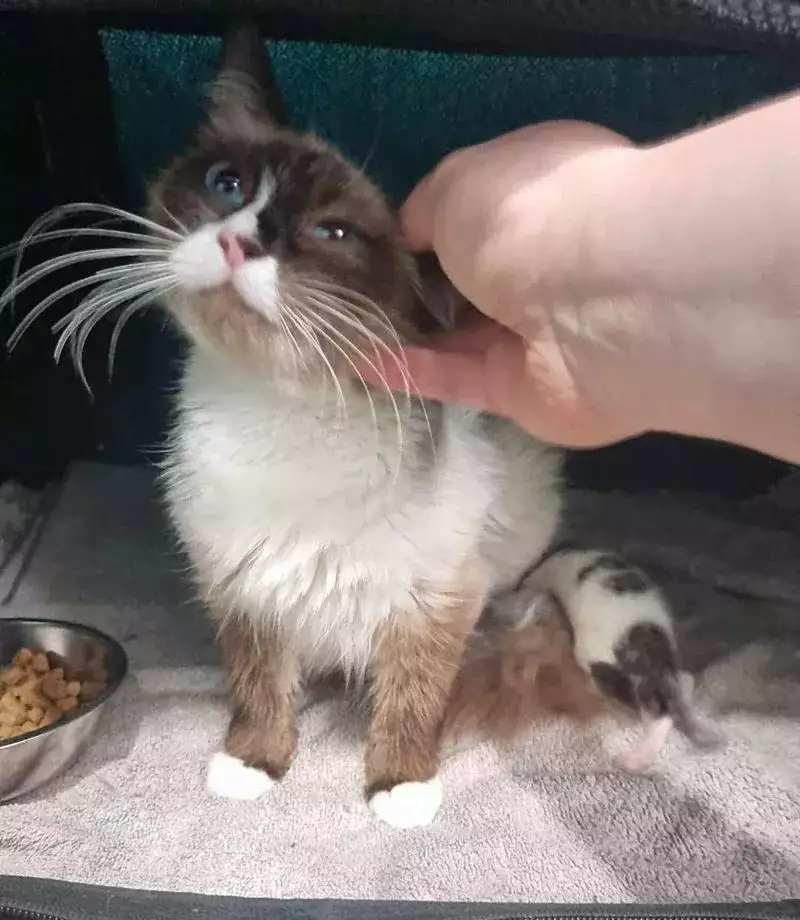猫咪遗弃出租屋,房产中介带来生命曙光外交上无知,军事上无能,政治上无耻,最终拉开了中国近代史序幕-是宠网