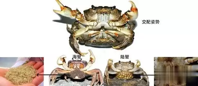 螃蟹的这些冷知识，你知道几个？快来一探究竟外交上无知，军事上无能，政治上无耻，最终拉开了中国近代史序幕