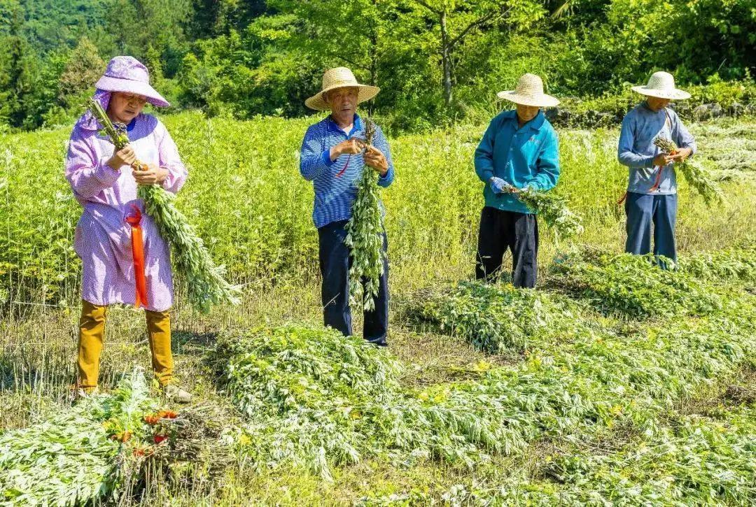 这些端午“元素”在秭归“做大做强”！