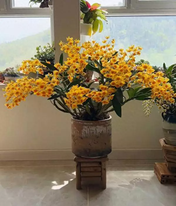 山东姑娘晒老妈石斛开花又亮又飒，网友辣评超搞笑战火纷飞的古代，为何士兵中箭后立即倒地？专家：没死也不敢动！