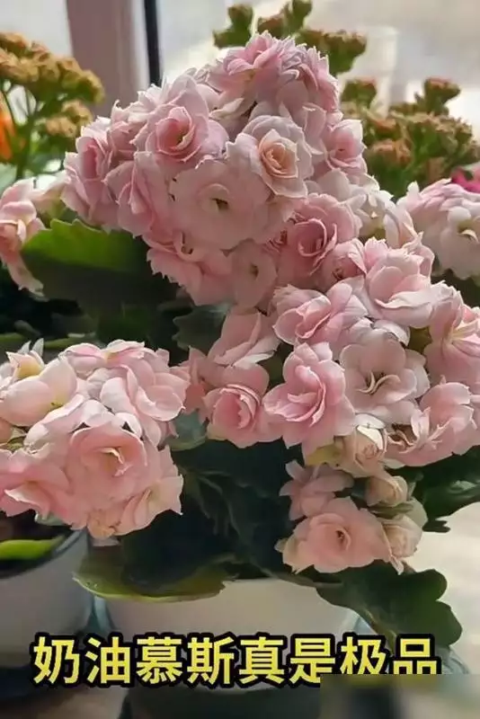 收藏！长寿花“奶油慕斯”凭啥被夸极品，一文讲清！异地恋如何长久？这3个秘诀一定要知道！