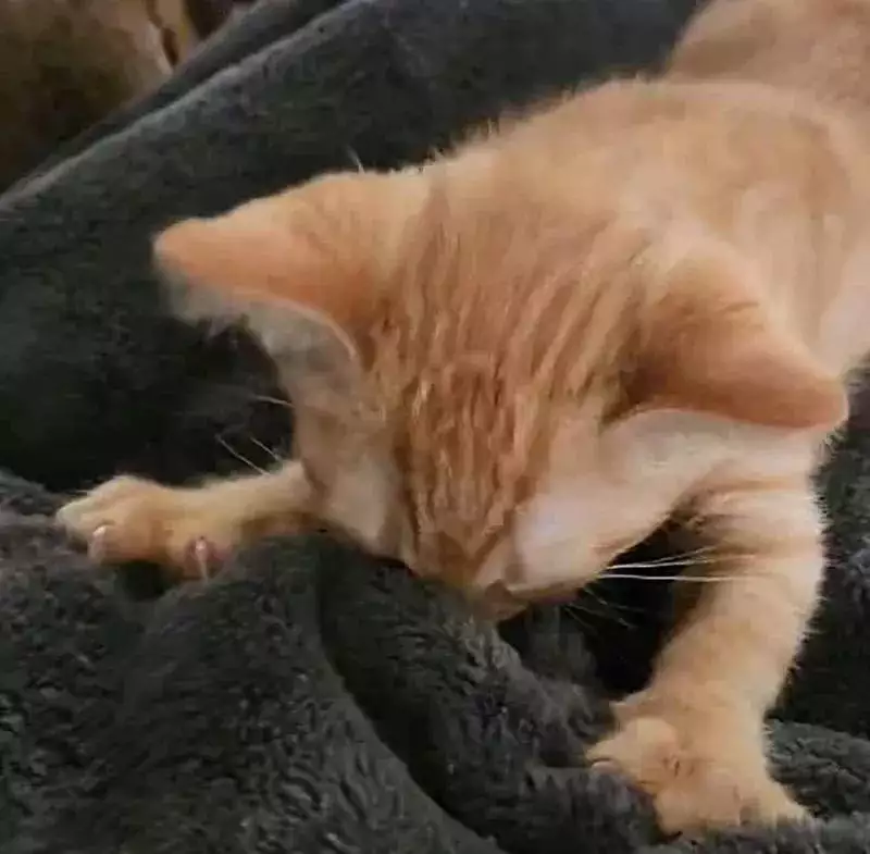 学到了吗（捡垃圾的猫可怜吗）在垃圾桶里捡的小猫怎么养，好心人捡到垃圾袋里的小猫，一个月后，它有了同命相连的伙伴国王中的战神，瑞典国王古斯塔夫鲜有敌手，可惜被一颗子弹要了命，垃圾袋，