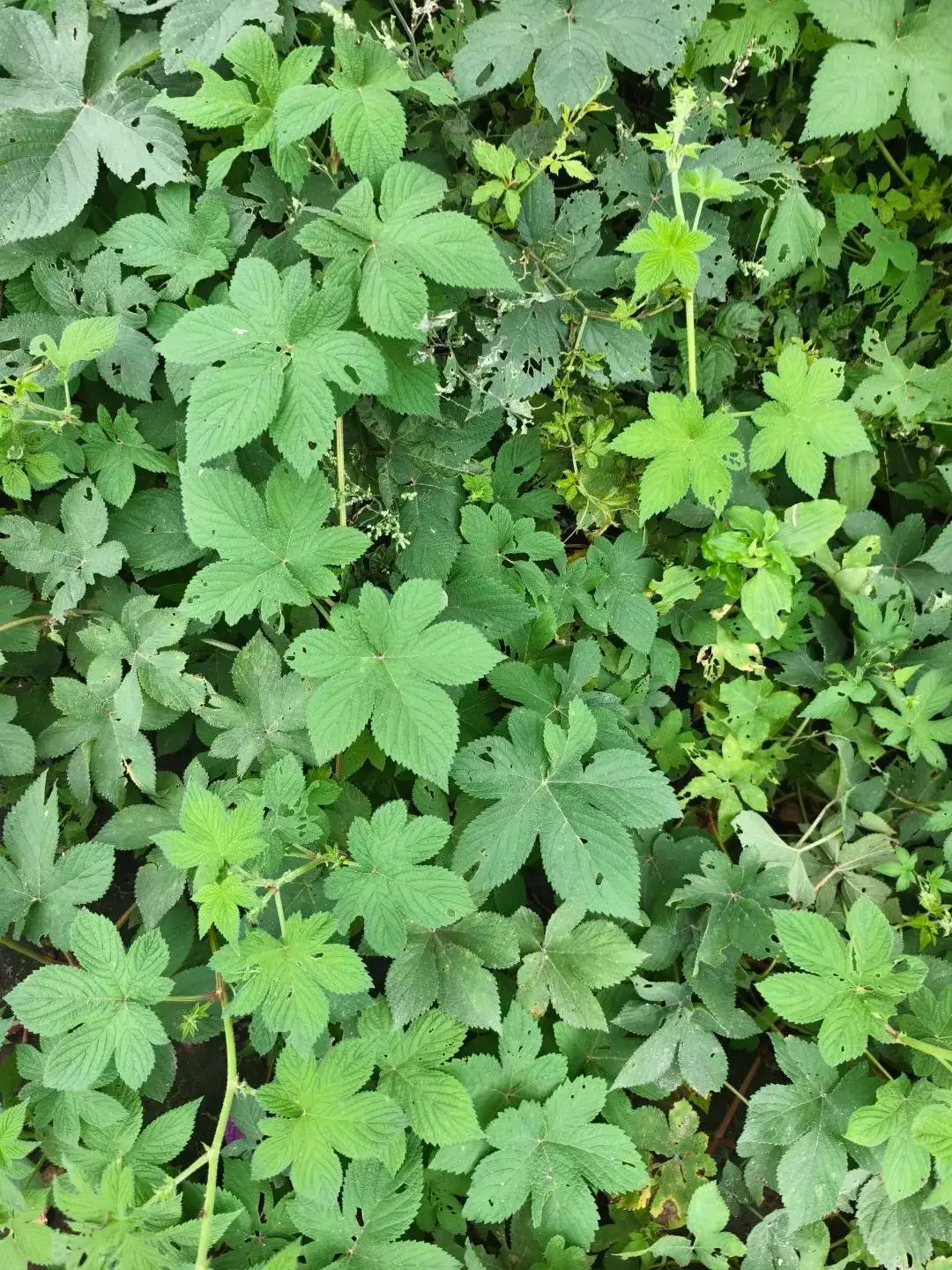 么,拉拉秧到底有什么功效,该怎么处理?感兴趣的网友,请接着往下看!