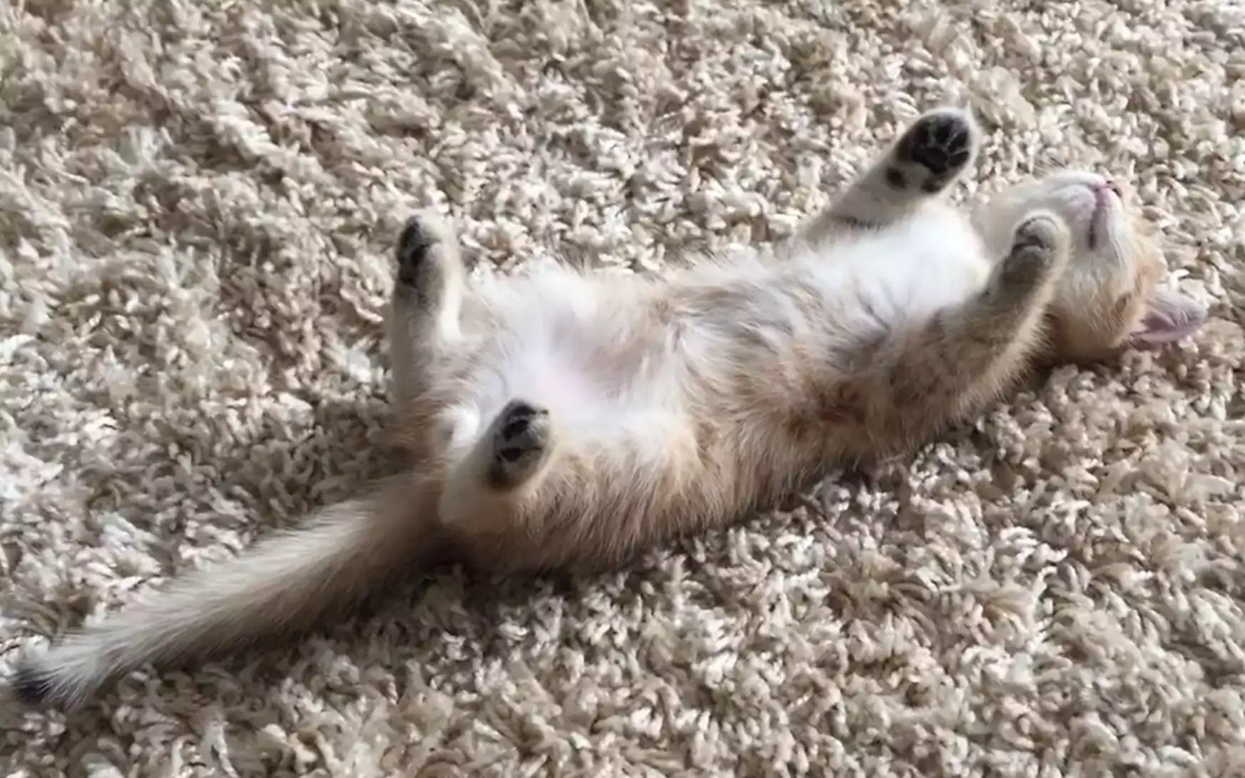 揭秘猫咪四脚朝天的隐秘信息！
