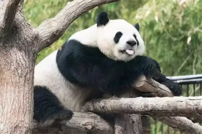 想象力大冒险！电影频道12.28播出《马达加斯加》不敢脱裤子示人，犹太人如何逃过德军次次盘查，并成为德军英雄？