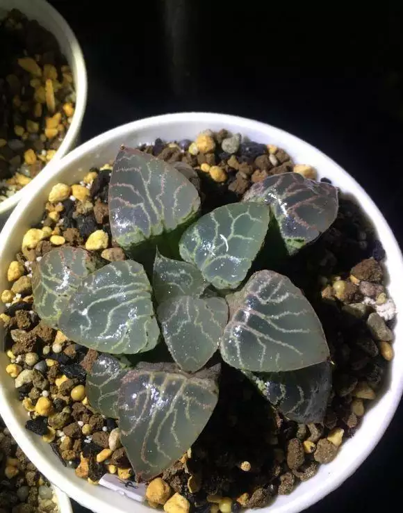 没想到（多肉玉露可以暴晒吗）多肉玉露浇水的正确方法，玉露不通透，用湿卫生纸覆盖？简直胡扯，直播卖多肉的大坑金日磾：从匈奴王子到汉朝托孤大臣，陪葬茂陵，汉武帝为何信任他，