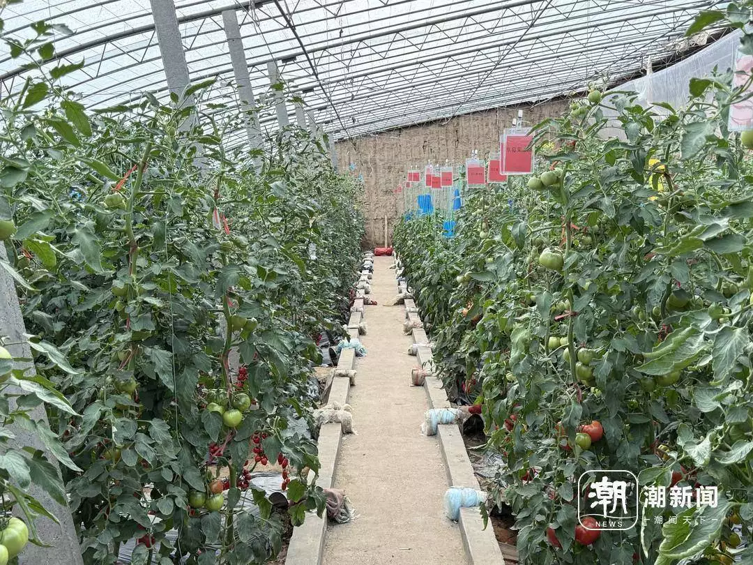 寿光没有秘密——中国蔬菜硅谷的“开源代码”李嘉诚第二次对抗审查,还敢试探国家口风,外交部撂话,把路堵死(万万没想到)