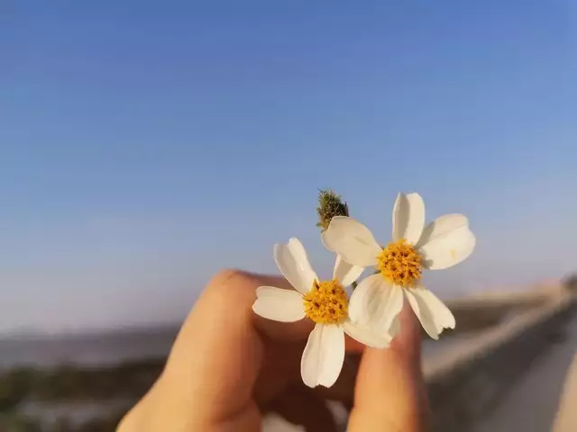 女人这一生不能停止三件事,学习,赚钱,变美《五朵金花》莫梓江去世:曾红遍全国,为啥到死仍是二级演员? 女人这一生不能停止三件事,学习,赚钱,变美《五朵金花》莫梓江去世:曾红遍全国,为啥到死仍是二级演员?
