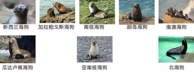 赶紧收藏！关于海狮的4个有趣冷知识关晓彤与鹿晗恋情回顾，八年爱情长跑，甜蜜背后的故事引人关注