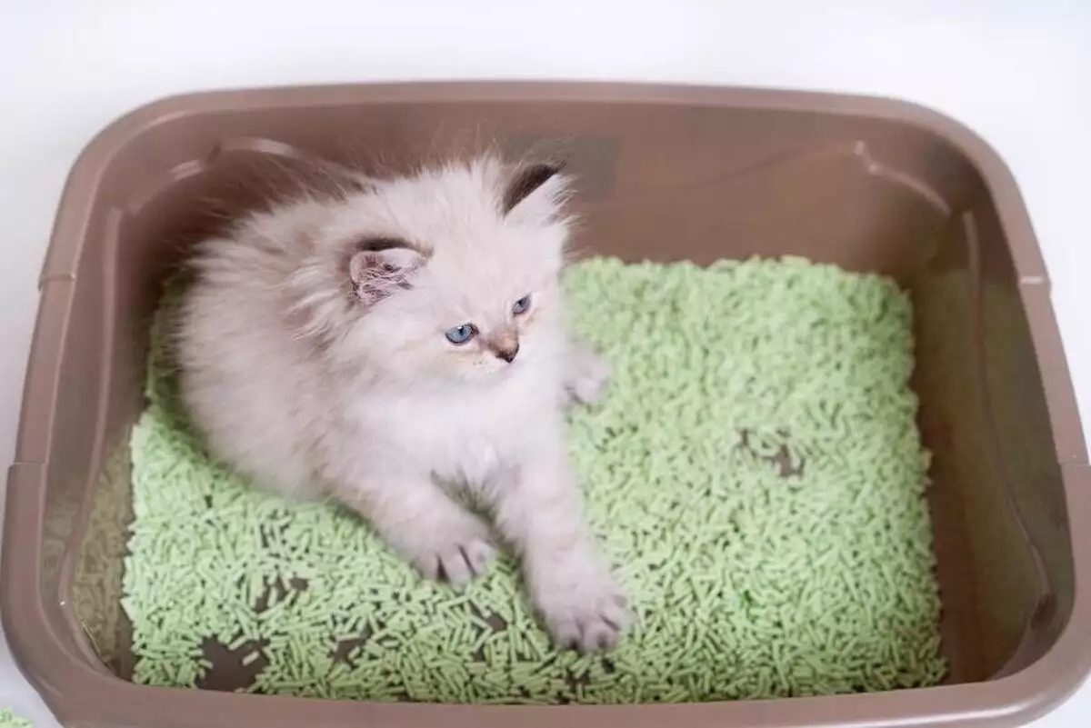 宠物猫便秘?教你5招轻松解决,让猫咪恢复活力历史上的张飞,到底是怎么死的?他真的是死于小兵之手吗?-是宠网