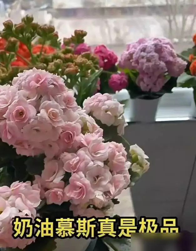 长寿花“奶油慕斯”堪称极品？和其他品种比优势在哪？晚清女性老照片：美丽清秀的宫女，愁容满面的女囚！