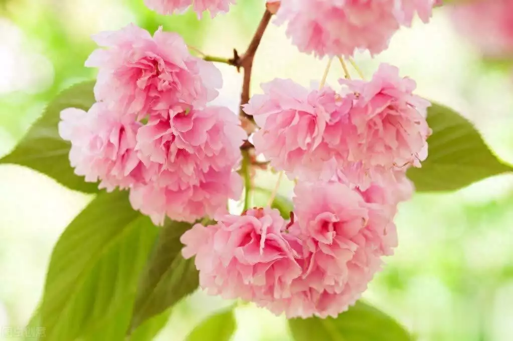 花照片怎么拍出高级感（