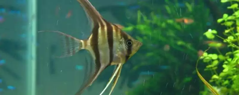 红箭鱼与接吻鱼混养注意事项_适合养家里的观赏鱼_接吻鱼适合和哪些鱼混养