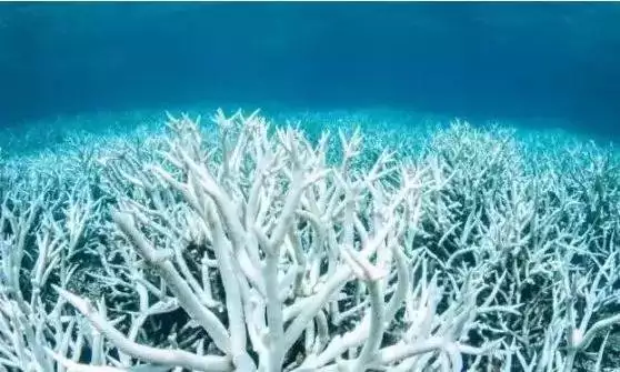 关于珊瑚礁，这3个冷知识你知道吗？前央视女主持王小丫，与癌症抗争多年，病床上的话语令人动容
